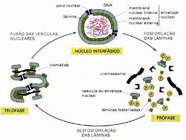 A lâmina nuclear e seu papel na estruturação do envoltório