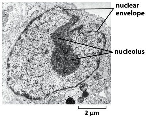 Compartimentalização estrutural do núcleo Subregiões nucleares -nucléolo; -território (domínio) cromossômico; -interdomínio cromossômico;