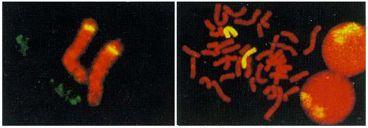 Compartimentalização estrutural do núcleo Cromossomos