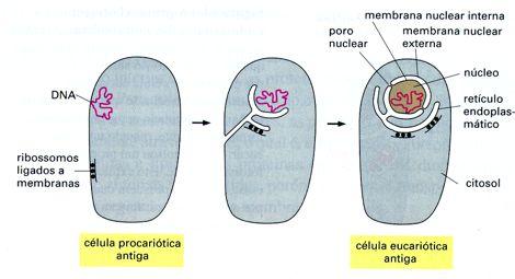 Origem do envoltório