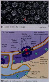 nucleoporinas, principal classe de