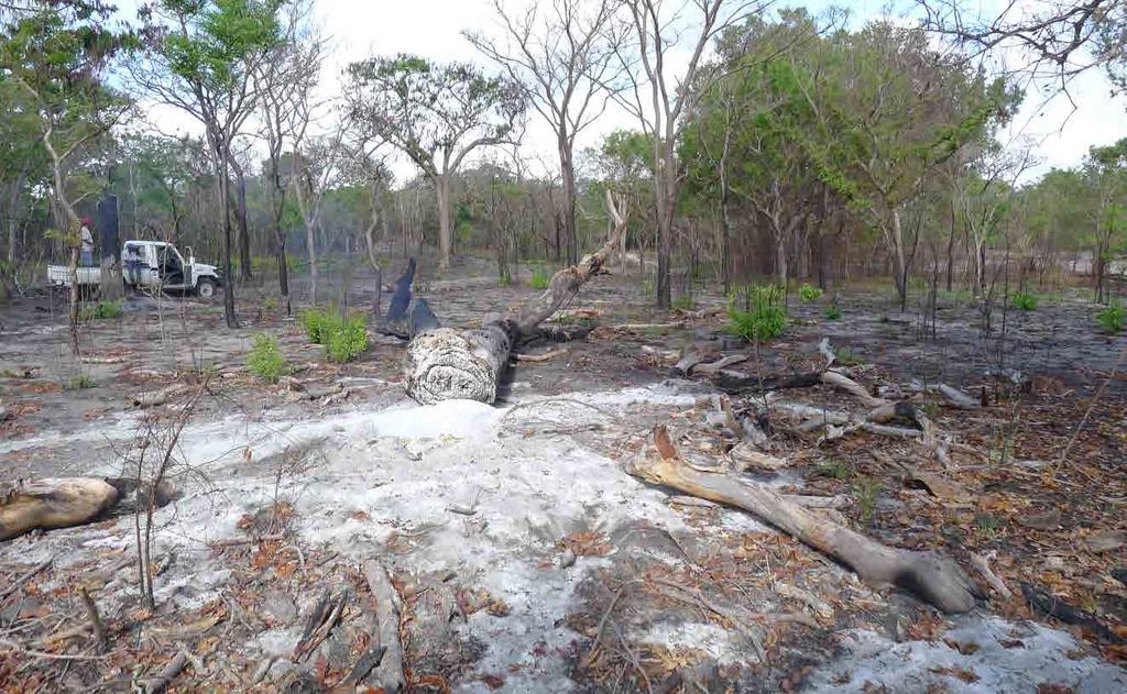 NO FIM NÃO VAI FICAR NADA : Exploração dos Recursos Florestais em Cabo Delgado Relatório do trabalho de campo em Namiune, Nkonga e 5º Congresso