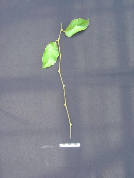 A B Figura 1 Representação do tamanho da estaca com 40 cm e duas folhas (A); modo como as estacas das diferentes espécies eram agrupadas para serem colocadas no hormônio (B).
