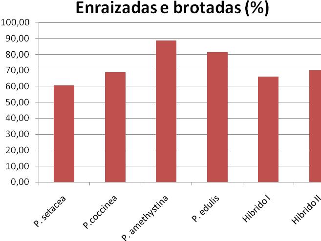 Figura 1.3 Comportamento das diferentes espécies de Passiflora sp na formação completa da muda. Brasília, DF, Embrapa Cerrados (2008). RONCATTO et al.