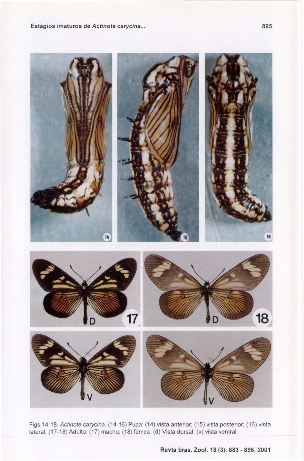 Estágios imaturos de Actinote carycina... 895 Figs 14-18. Aclinole carycina.