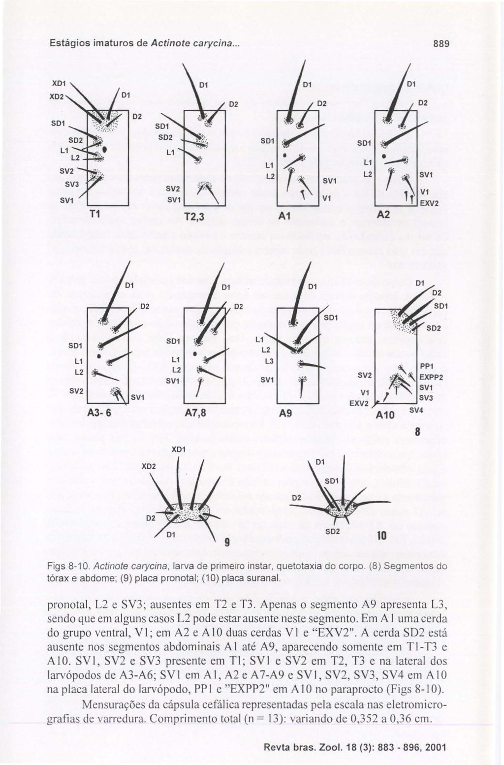 Estágios imaturos de Actinote carycina... 889 T1 L1 LI ~i ~ L2 L2 '\ '*0 SVl SV2 Vl SVl VI 'T EXV2 T2,3 A1 A2 501, ~ SVl 02 SOl 501 L1 L2 SV2 A3 6 501 Ll S~~ r A7,8 SVl A9 r ',.