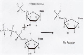 Quando os ddntp s tentam se ligar com a fita de DNA, com a ausência do OH, o próximo nucleotídeo não têm