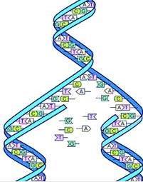 Desde a descoberta da dupla fita de DNA surgiram diversas ciências, entre elas a genética e a biologia molecular.