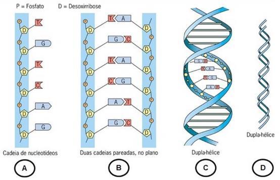 O DNA é formado por duas fitas antiparalelas de