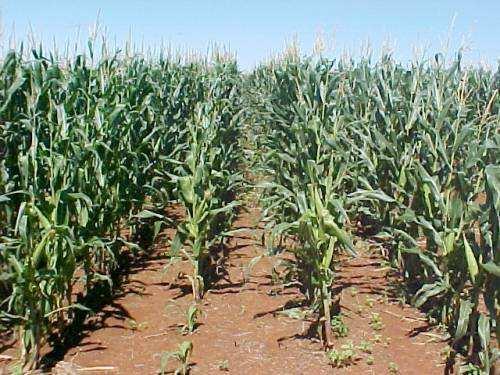 Que não devemos plantar cana perto de outras gramíneas, como milho, sorgo, milheto, dentre