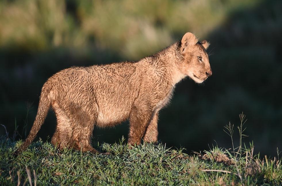 3 DE JANEIRO DE 2018 INTERMEDIÁRIO O versátil mundo dos animais selvagens: Teste de campo para lente AF-S NIKKOR 80-400mm f/4.5-5.6g ED VR Apresentando RON MAGILL Filhote de leão ao nascer do sol.