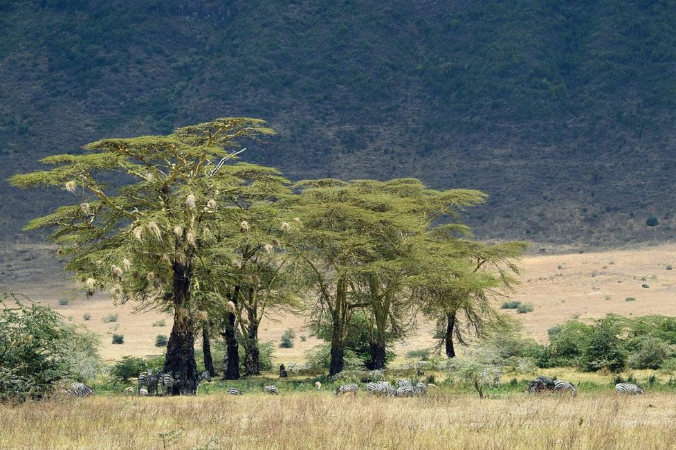 Na cratera de Ngorongoro. "Muitas vezes gosto de usar o efeito de compressão de uma lente telefoto uma ilusão ótica que parece comprimir os elementos de uma fotografia.