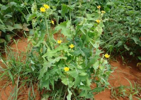 Nome Popular: serralha, chicória brava. Nome Científico: Sonchus oleraceus. Família: Asteraceae. Plantio: março a abril e o ano todo, acima de 800m de altitude.