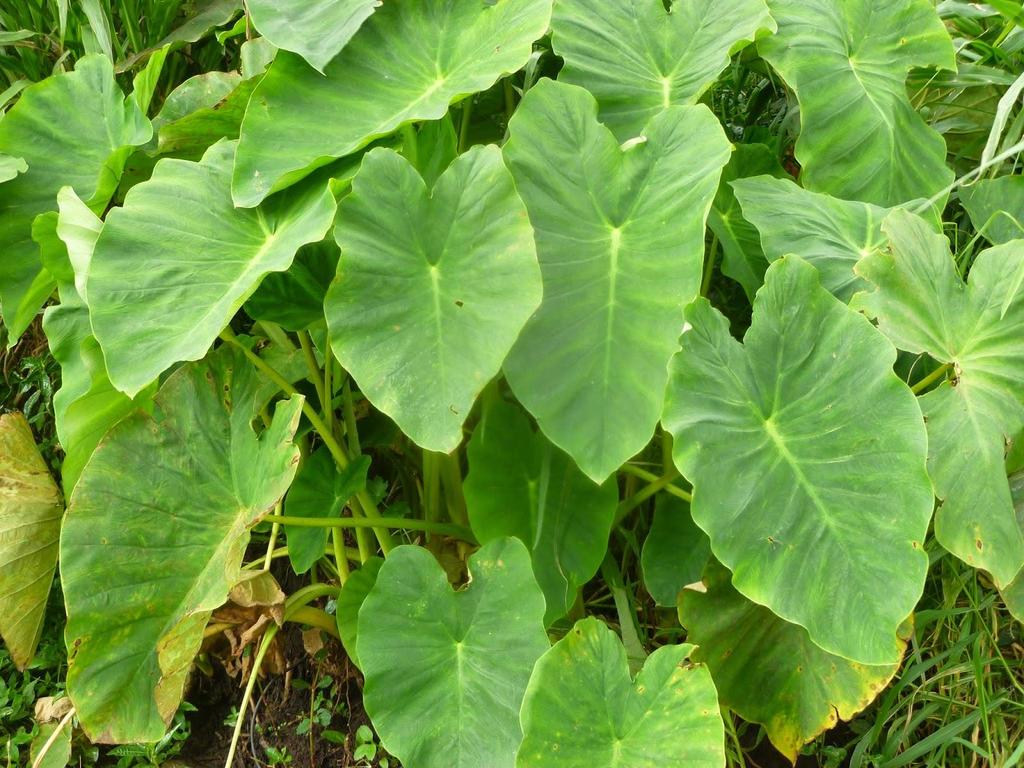 Nome Popular: taioba, Malang, mangarás, mangará-mirim. Nome Científico: Xanthosoma saggitifolium. Família: Araceae. Plantio: de outubro a janeiro. Colheita: 60 a 70 dias após o plantio.