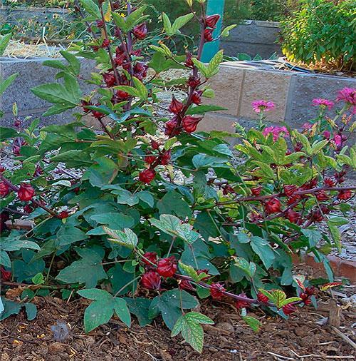 Nome Popular: vinagreira, caruru-azedo, azedinha, quiabo-azedo, quiabo-róseo, quiabo-roxo, rosélia. Nome Científico: Cyclanthera pedata. Família: Malvaceae. Plantio: de março a abril.