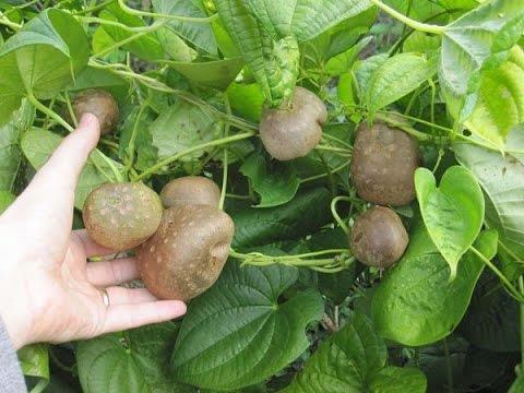 Nome Popular: cará-moela, cará-do-ar. Nome Científico: Dioscorea spp. Família: Dioscoreaceae. Plantio: de agosto a novembro. Colheita: de 8 a 9 meses após o plantio.