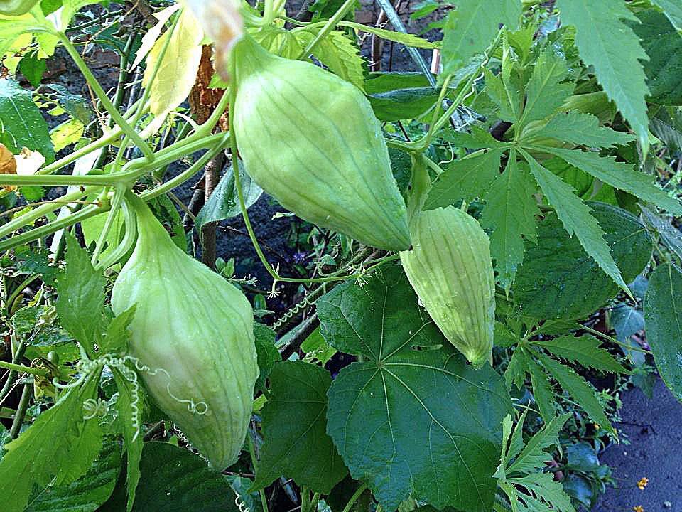 Nome Popular: chuchu de vento; maxixe peruano, taiuá maxixe inglês. Nome Científico: Cyclanthera pedata. Família: Cucurbitaceae. Plantio: de março a abril.