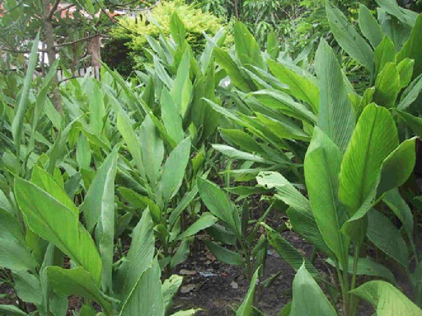 Nome Popular: curcuma, açafrão-da-terra, turmérico, açafrão-da-índia, açafroa. Nome Científico: Curcuma longa. Família: Zingiberaceae. Plantio: de setembro a novembro.