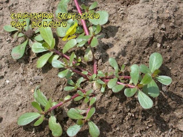 Nome Popular: beldroega; salada-de-negro, caaponga, porcelana, onze horas. Nome Científico: Portulaca oleracea. Família: Portulacaceae. Plantio: de março a abril.