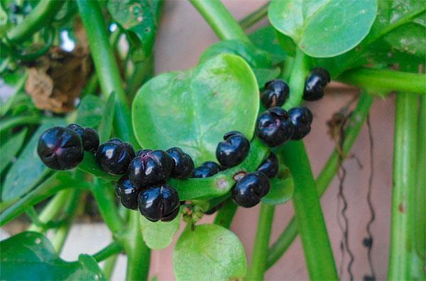 Nome Popular: bertalha, espinafre indiano. Nome Científico: Basella alba. Família: Basellaceae. Plantio: de agosto a outubro. Colheita: de 2 a 3 meses após o plantio. Parte Comestível: folhas.