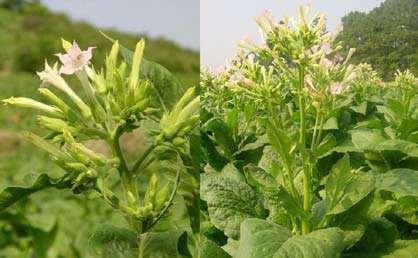 que os nutrientes absorvidos pela planta sejam translocados para a inflorescência, para que sejam utilizados para o desenvolvimento das