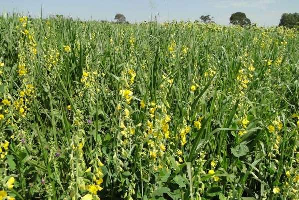 Crotalaria spectabilis