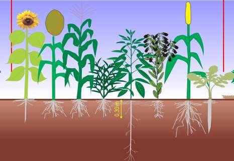 Compactação do solo processo de agregação das partículas menor em solos bem agregados e mais