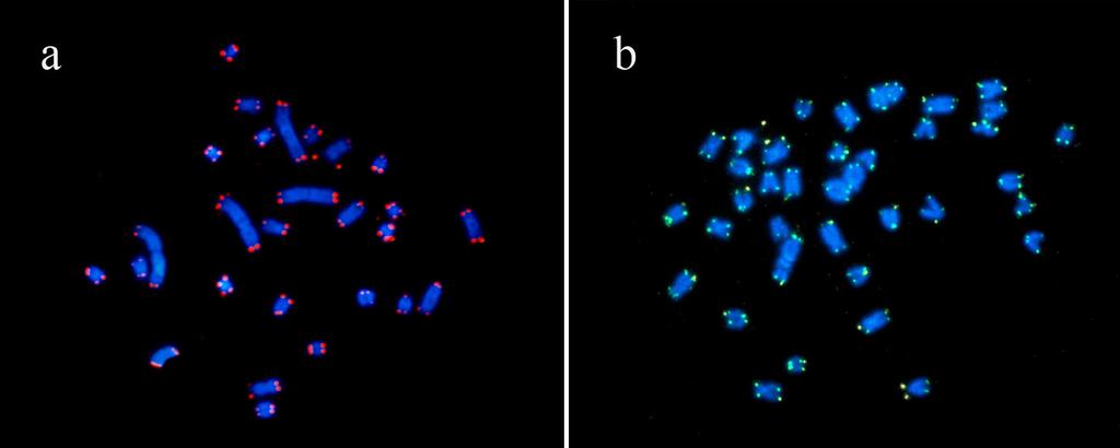 virescens (2n=38) e c) E2Y em E. sp.1 (2n=28).  Cromossomos putativamente homólogos ao X (a) e Y (b) estão indicados por setas.