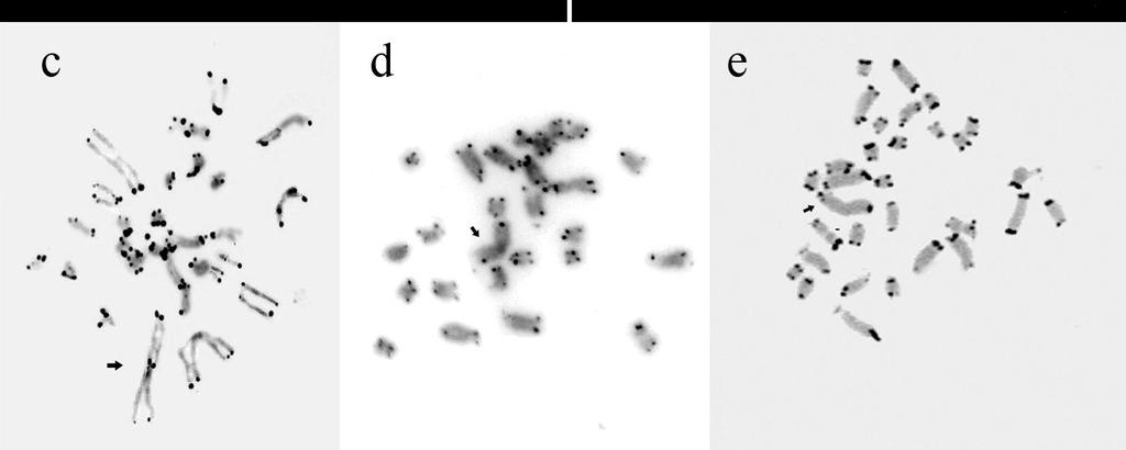 4 Resultados de FISH com sondas teloméricas em E. sp.1 (a), E. virescens (b) e E. sp.2 (c-e). Setas indicam o cromossomo Y.