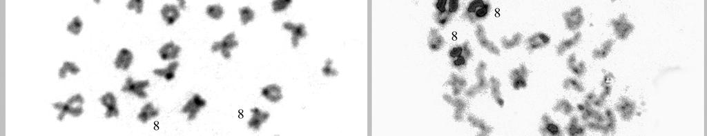 42 Fig. 3.1 Padrão de heterocromatina obtido por bandeamento C em (a) E. virescens 2n=38 e (b) E.