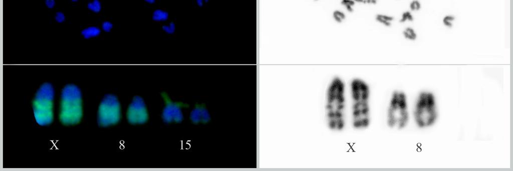 nos cromossomos portadores de NORs e nos cromossomos X e 8.
