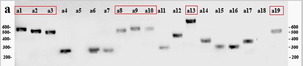45 A clonagem da banda de 350pb resultou em cerca de 20 colônias positivas (brancas) as quais foram triadas por PCR. Foram gerados diversos fragmentos com tamanhos entre 250pb e 1000pb (Fig 3.6a).