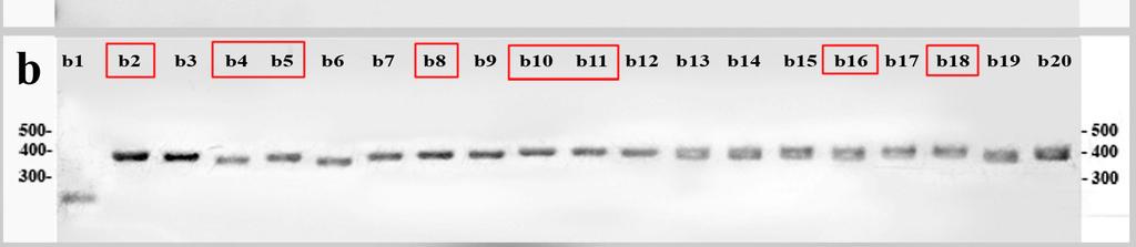 20 colônias foram triadas por PCR, gerando 19 fragmentos de tamanho semelhante ao esperado ( 400pb) (Fig 3.6b), oito destas foram triadas por FISH.