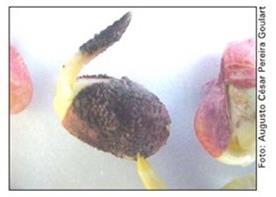 Disseminação através da semente Sementes infectadas apresentam manchas deprimidas de coloração castanho-escura.