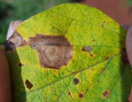Corynespora cassiicola Doença conhecida como Mancha-alvo (podridão radicular de