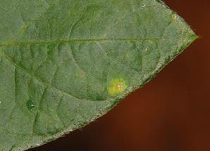 Corynespora cassiicola Ocorrência é mais frequente na fase R1.