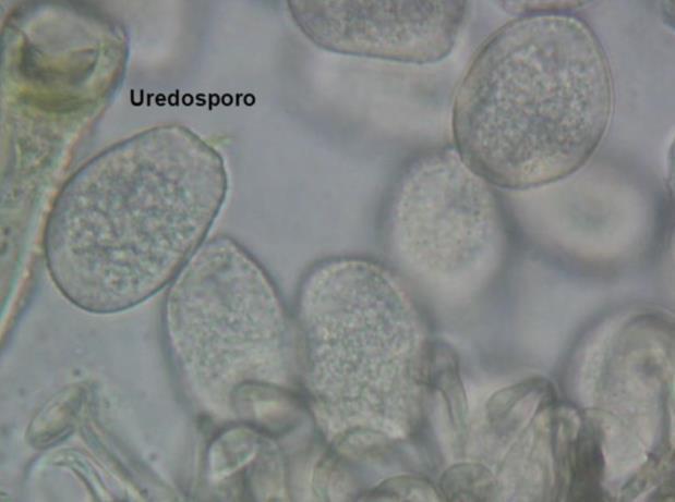 Phakopsora pachyrhizi Doença conhecida como Ferrugem da soja.