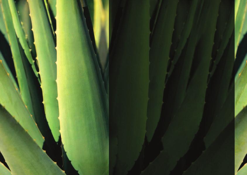 04. ALOE VERA Natural, planta utilizada há milhares de anos. Aloe Vera é o principal ingrediente da maioria dos produtos Forever.