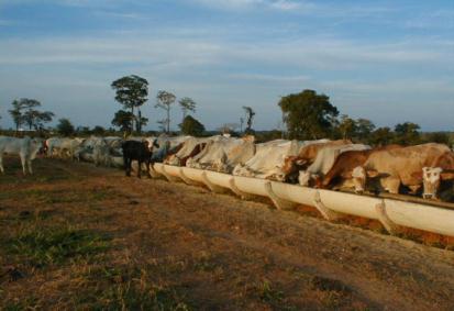 Áreas de Pesquisa Pastagens & Integração Agrosilvipastoril Nutrição Animal