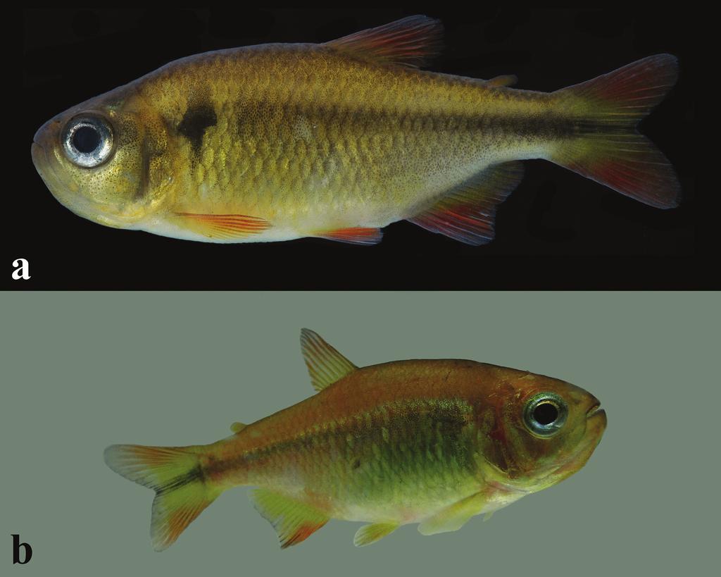 F. R. Carvalho & F. Langeani 529 Fig. 3. Hyphessobrycon uaiso: (a) paratype, DZSJRP 15804, specimen just after fixation, 39.3 mm SL, and (b) specimen in aquarium, ca. de 40.