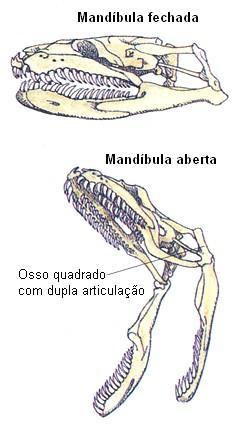 SUBORDEM SERPENTES Estreptostilia: osso quadrado articula-se com o crânio e com a mandíbula abertura bucal de