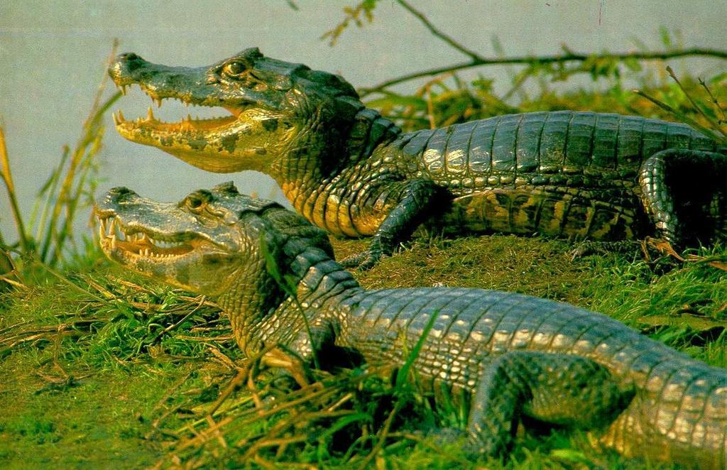 RÉPTEIS 3- Ordem Crocodylia: crânio alongado e maciço, narinas terminais, coração com 4 câmaras, vértebras