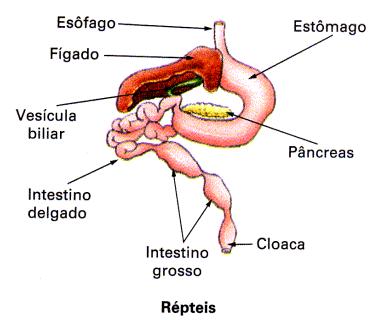 SISTEMA DIGESTÓRIO O esôfago dos répteis é claramente delimitado do estômago e o
