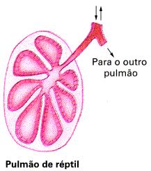 RÉPTEIS 2- Respiração: pulmões muito mais eficientes do que o dos anfíbios respiração