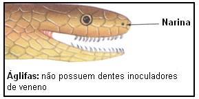 os dentes iguais: sucuris,