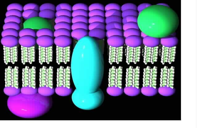 f) Membrana plasmática Envolve a célula bacteriana controlando as