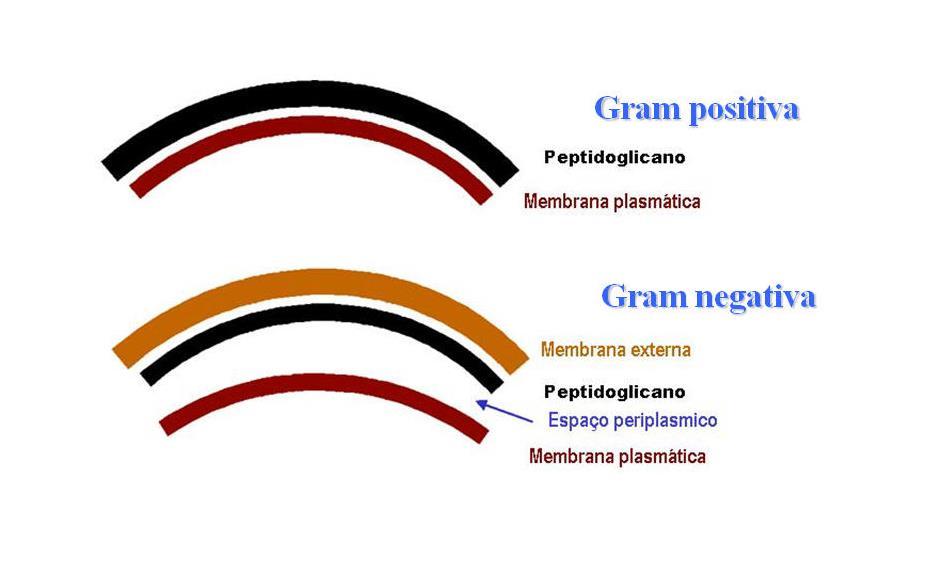 RESUMINDO PAREDE CELULAR (Fonte: Hunt, R.