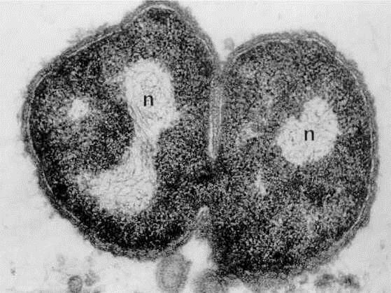 numa única molécula circular de DNA que determina as