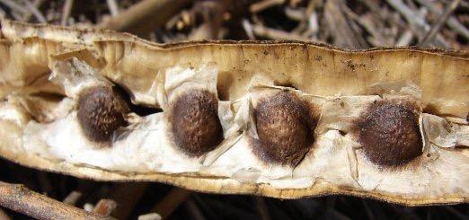 A Organização de Alimento e Agricultura das Nações Unidas disse que mulheres do vilarejo tem utilizado a árvore Moringa oleifera (foto acima) para limpar as águas altamente turvas do rio Nilo.