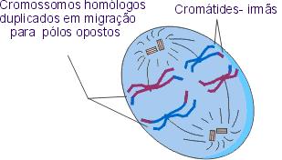 Anáfase I